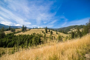 10 najlepszych roślin niskopielęgnacyjnych do polskiego klimatu